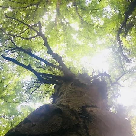 Casa Michela Tatil Evi Vico Del Gargano